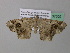  ( - BC ZSM Lep 37302)  @12 [ ] CreativeCommons - Attribution Non-Commercial Share-Alike (2010) Axel Hausmann/Bavarian State Collection of Zoology (ZSM) SNSB, Zoologische Staatssammlung Muenchen