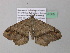  (Macaria AH39GhCa - BC ZSM Lep 37305)  @13 [ ] CreativeCommons - Attribution Non-Commercial Share-Alike (2010) Axel Hausmann/Bavarian State Collection of Zoology (ZSM) SNSB, Zoologische Staatssammlung Muenchen