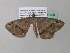  ( - BC ZSM Lep 37306)  @13 [ ] CreativeCommons - Attribution Non-Commercial Share-Alike (2010) Axel Hausmann/Bavarian State Collection of Zoology (ZSM) SNSB, Zoologische Staatssammlung Muenchen
