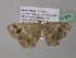  (Macaria AH40GhCa - BC ZSM Lep 37307)  @13 [ ] CreativeCommons - Attribution Non-Commercial Share-Alike (2010) Axel Hausmann/Bavarian State Collection of Zoology (ZSM) SNSB, Zoologische Staatssammlung Muenchen
