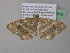  (Macaria AH41GhCa - BC ZSM Lep 37308)  @13 [ ] CreativeCommons - Attribution Non-Commercial Share-Alike (2010) Axel Hausmann/Bavarian State Collection of Zoology (ZSM) SNSB, Zoologische Staatssammlung Muenchen