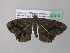  ( - BC ZSM Lep 37310)  @13 [ ] CreativeCommons - Attribution Non-Commercial Share-Alike (2010) Axel Hausmann/Bavarian State Collection of Zoology (ZSM) SNSB, Zoologische Staatssammlung Muenchen