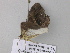  ( - BC ZSM Lep 37311)  @12 [ ] CreativeCommons - Attribution Non-Commercial Share-Alike (2010) Axel Hausmann/Bavarian State Collection of Zoology (ZSM) SNSB, Zoologische Staatssammlung Muenchen