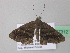  ( - BC ZSM Lep 37312)  @13 [ ] CreativeCommons - Attribution Non-Commercial Share-Alike (2010) Axel Hausmann/Bavarian State Collection of Zoology (ZSM) SNSB, Zoologische Staatssammlung Muenchen