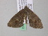 ( - BC ZSM Lep 37313)  @13 [ ] CreativeCommons - Attribution Non-Commercial Share-Alike (2010) Axel Hausmann/Bavarian State Collection of Zoology (ZSM) SNSB, Zoologische Staatssammlung Muenchen