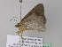  ( - BC ZSM Lep 37314)  @12 [ ] CreativeCommons - Attribution Non-Commercial Share-Alike (2010) Axel Hausmann/Bavarian State Collection of Zoology (ZSM) SNSB, Zoologische Staatssammlung Muenchen
