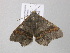  ( - BC ZSM Lep 37316)  @13 [ ] CreativeCommons - Attribution Non-Commercial Share-Alike (2010) Axel Hausmann/Bavarian State Collection of Zoology (ZSM) SNSB, Zoologische Staatssammlung Muenchen
