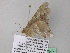  ( - BC ZSM Lep 37317)  @12 [ ] CreativeCommons - Attribution Non-Commercial Share-Alike (2010) Axel Hausmann/Bavarian State Collection of Zoology (ZSM) SNSB, Zoologische Staatssammlung Muenchen