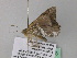  ( - BC ZSM Lep 37318)  @12 [ ] CreativeCommons - Attribution Non-Commercial Share-Alike (2010) Axel Hausmann/Bavarian State Collection of Zoology (ZSM) SNSB, Zoologische Staatssammlung Muenchen