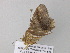  ( - BC ZSM Lep 37319)  @12 [ ] CreativeCommons - Attribution Non-Commercial Share-Alike (2010) Axel Hausmann/Bavarian State Collection of Zoology (ZSM) SNSB, Zoologische Staatssammlung Muenchen