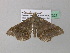  (Macaria AH46GhCa - BC ZSM Lep 37321)  @13 [ ] CreativeCommons - Attribution Non-Commercial Share-Alike (2010) Axel Hausmann/Bavarian State Collection of Zoology (ZSM) SNSB, Zoologische Staatssammlung Muenchen