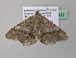 ( - BC ZSM Lep 37322)  @13 [ ] CreativeCommons - Attribution Non-Commercial Share-Alike (2010) Axel Hausmann/Bavarian State Collection of Zoology (ZSM) SNSB, Zoologische Staatssammlung Muenchen