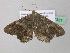  (Macaria AH52GhCa - BC ZSM Lep 37331)  @13 [ ] CreativeCommons - Attribution Non-Commercial Share-Alike (2010) Axel Hausmann/Bavarian State Collection of Zoology (ZSM) SNSB, Zoologische Staatssammlung Muenchen