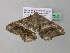  (Macaria AH55GhCa - BC ZSM Lep 37342)  @14 [ ] CreativeCommons - Attribution Non-Commercial Share-Alike (2010) Axel Hausmann/Bavarian State Collection of Zoology (ZSM) SNSB, Zoologische Staatssammlung Muenchen