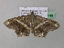  (Macaria AH55GhCa - BC ZSM Lep 37343)  @14 [ ] CreativeCommons - Attribution Non-Commercial Share-Alike (2010) Axel Hausmann/Bavarian State Collection of Zoology (ZSM) SNSB, Zoologische Staatssammlung Muenchen