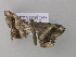  ( - BC ZSM Lep 37345)  @13 [ ] CreativeCommons - Attribution Non-Commercial Share-Alike (2010) Axel Hausmann/Bavarian State Collection of Zoology (ZSM) SNSB, Zoologische Staatssammlung Muenchen