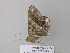  ( - BC ZSM Lep 37346)  @13 [ ] CreativeCommons - Attribution Non-Commercial Share-Alike (2010) Axel Hausmann/Bavarian State Collection of Zoology (ZSM) SNSB, Zoologische Staatssammlung Muenchen