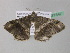  ( - BC ZSM Lep 37347)  @14 [ ] CreativeCommons - Attribution Non-Commercial Share-Alike (2010) Axel Hausmann/Bavarian State Collection of Zoology (ZSM) SNSB, Zoologische Staatssammlung Muenchen