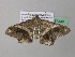  ( - BC ZSM Lep 37348)  @14 [ ] CreativeCommons - Attribution Non-Commercial Share-Alike (2010) Axel Hausmann/Bavarian State Collection of Zoology (ZSM) SNSB, Zoologische Staatssammlung Muenchen