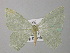  ( - BC ZSM Lep 37358)  @14 [ ] CreativeCommons - Attribution Non-Commercial Share-Alike (2010) Axel Hausmann/Bavarian State Collection of Zoology (ZSM) SNSB, Zoologische Staatssammlung Muenchen
