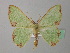  ( - BC ZSM Lep 37363)  @13 [ ] CreativeCommons - Attribution Non-Commercial Share-Alike (2010) Axel Hausmann/Bavarian State Collection of Zoology (ZSM) SNSB, Zoologische Staatssammlung Muenchen