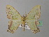  ( - BC ZSM Lep 37366)  @13 [ ] CreativeCommons - Attribution Non-Commercial Share-Alike (2010) Axel Hausmann/Bavarian State Collection of Zoology (ZSM) SNSB, Zoologische Staatssammlung Muenchen