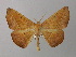  (Eupsamma AH01Ke - BC ZSM Lep 37374)  @13 [ ] CreativeCommons - Attribution Non-Commercial Share-Alike (2010) Axel Hausmann/Bavarian State Collection of Zoology (ZSM) SNSB, Zoologische Staatssammlung Muenchen