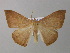 ( - BC ZSM Lep 37376)  @14 [ ] CreativeCommons - Attribution Non-Commercial Share-Alike (2010) Axel Hausmann/Bavarian State Collection of Zoology (ZSM) SNSB, Zoologische Staatssammlung Muenchen