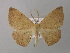  (Eupsamma AH03Ke - BC ZSM Lep 37378)  @14 [ ] CreativeCommons - Attribution Non-Commercial Share-Alike (2010) Axel Hausmann/Bavarian State Collection of Zoology (ZSM) SNSB, Zoologische Staatssammlung Muenchen