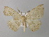  ( - BC ZSM Lep 37380)  @13 [ ] CreativeCommons - Attribution Non-Commercial Share-Alike (2010) Axel Hausmann/Bavarian State Collection of Zoology (ZSM) SNSB, Zoologische Staatssammlung Muenchen