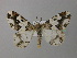  ( - BC ZSM Lep 37384)  @14 [ ] CreativeCommons - Attribution Non-Commercial Share-Alike (2010) Axel Hausmann/Bavarian State Collection of Zoology (ZSM) SNSB, Zoologische Staatssammlung Muenchen