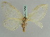  (Genusa UB01 - BC ZSM Lep 39006)  @11 [ ] CreativeCommons - Attribution Non-Commercial Share-Alike (2010) Axel Hausmann/Bavarian State Collection of Zoology (ZSM) SNSB, Zoologische Staatssammlung Muenchen