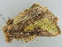  ( - BC ZSM Lep 39032)  @13 [ ] CreativeCommons - Attribution Non-Commercial Share-Alike (2010) Axel Hausmann/Bavarian State Collection of Zoology (ZSM) SNSB, Zoologische Staatssammlung Muenchen