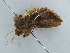  ( - BC ZSM Lep 39038)  @12 [ ] CreativeCommons - Attribution Non-Commercial Share-Alike (2010) Axel Hausmann/Bavarian State Collection of Zoology (ZSM) SNSB, Zoologische Staatssammlung Muenchen