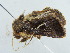  ( - BC ZSM Lep 39040)  @12 [ ] CreativeCommons - Attribution Non-Commercial Share-Alike (2010) Axel Hausmann/Bavarian State Collection of Zoology (ZSM) SNSB, Zoologische Staatssammlung Muenchen