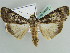  ( - BC ZSM Lep 39051)  @14 [ ] CreativeCommons - Attribution Non-Commercial Share-Alike (2010) Axel Hausmann/Bavarian State Collection of Zoology (ZSM) SNSB, Zoologische Staatssammlung Muenchen