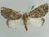  ( - BC ZSM Lep 39057)  @12 [ ] CreativeCommons - Attribution Non-Commercial Share-Alike (2010) Axel Hausmann/Bavarian State Collection of Zoology (ZSM) SNSB, Zoologische Staatssammlung Muenchen