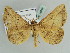  ( - BC ZSM Lep 39059)  @14 [ ] CreativeCommons - Attribution Non-Commercial Share-Alike (2010) Axel Hausmann/Bavarian State Collection of Zoology (ZSM) SNSB, Zoologische Staatssammlung Muenchen