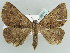 ( - BC ZSM Lep 39071)  @14 [ ] CreativeCommons - Attribution Non-Commercial Share-Alike (2010) Axel Hausmann/Bavarian State Collection of Zoology (ZSM) SNSB, Zoologische Staatssammlung Muenchen