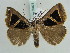  ( - BC ZSM Lep 39075)  @13 [ ] CreativeCommons - Attribution Non-Commercial Share-Alike (2010) Axel Hausmann/Bavarian State Collection of Zoology (ZSM) SNSB, Zoologische Staatssammlung Muenchen