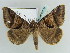  ( - BC ZSM Lep 39079)  @15 [ ] CreativeCommons - Attribution Non-Commercial Share-Alike (2010) Axel Hausmann/Bavarian State Collection of Zoology (ZSM) SNSB, Zoologische Staatssammlung Muenchen