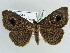  (Calliodes pretiosissima - BC ZSM Lep 39086)  @14 [ ] CreativeCommons - Attribution Non-Commercial Share-Alike (2010) Axel Hausmann/Bavarian State Collection of Zoology (ZSM) SNSB, Zoologische Staatssammlung Muenchen