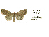  ( - BC ZSM Lep 40144)  @13 [ ] CreativeCommons - Attribution Non-Commercial Share-Alike (2010) Axel Hausmann/Bavarian State Collection of Zoology (ZSM) SNSB, Zoologische Staatssammlung Muenchen
