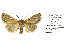  ( - BC ZSM Lep 40147)  @13 [ ] CreativeCommons - Attribution Non-Commercial Share-Alike (2010) Axel Hausmann/Bavarian State Collection of Zoology (ZSM) SNSB, Zoologische Staatssammlung Muenchen