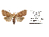 (Estagrotis roseosericea - BC ZSM Lep 40150)  @13 [ ] CreativeCommons - Attribution Non-Commercial Share-Alike (2010) Axel Hausmann/Bavarian State Collection of Zoology (ZSM) SNSB, Zoologische Staatssammlung Muenchen