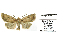  ( - BC ZSM Lep 40151)  @13 [ ] CreativeCommons - Attribution Non-Commercial Share-Alike (2010) Axel Hausmann/Bavarian State Collection of Zoology (ZSM) SNSB, Zoologische Staatssammlung Muenchen