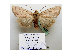  ( - BC ZSM Lep 40152)  @13 [ ] CreativeCommons - Attribution Non-Commercial Share-Alike (2010) Axel Hausmann/Bavarian State Collection of Zoology (ZSM) SNSB, Zoologische Staatssammlung Muenchen