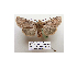  ( - BC ZSM Lep 40155)  @13 [ ] CreativeCommons - Attribution Non-Commercial Share-Alike (2010) Axel Hausmann/Bavarian State Collection of Zoology (ZSM) SNSB, Zoologische Staatssammlung Muenchen