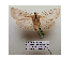  ( - BC ZSM Lep 40158)  @13 [ ] CreativeCommons - Attribution Non-Commercial Share-Alike (2010) Axel Hausmann/Bavarian State Collection of Zoology (ZSM) SNSB, Zoologische Staatssammlung Muenchen