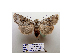  ( - BC ZSM Lep 40161)  @13 [ ] CreativeCommons - Attribution Non-Commercial Share-Alike (2010) Axel Hausmann/Bavarian State Collection of Zoology (ZSM) SNSB, Zoologische Staatssammlung Muenchen